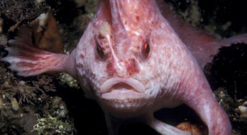 Imagem de arquivo do peixe-mão-de-rosa - Divulgação/Karen Gowlett-Holmes/Tasmania University