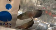 Fotografia dos peixes dentro de garrafa de água - Divulgação/Youtube/Bom Dia Brasil