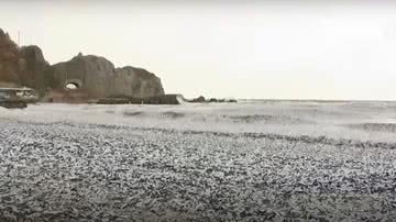 Trecho de vídeo mostrando praia japonesa repleta de peixes mortos - Divulgação/ Youtube/ AP