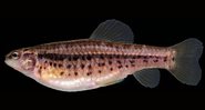Nova espécie de peixe descoberta na Reserva do IBGE, em Brasília - Pesquisadores IBGE/ Divulgação