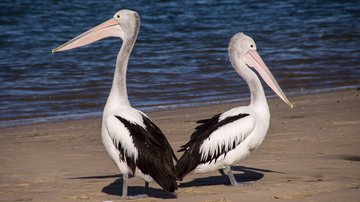 Imagem meramente ilustrativa com pelicanos - Foto por sandid pelo Pixabay