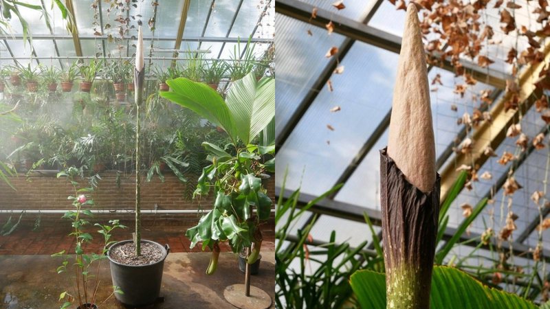 A curiosa planta - Divulgação/Leiden Hortus Botanicus