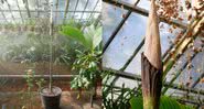 A curiosa planta - Divulgação/Leiden Hortus Botanicus