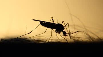 Imagem meramente ilustrativa de mosquito - Divulgação/Pixabay