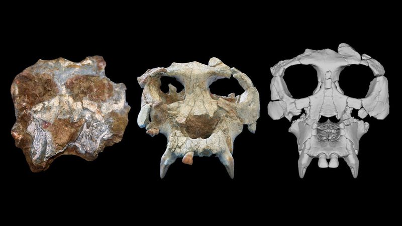 Crânio do Pierolapithecus em sua descoberta (esq.), após uma preparação inicial (centro) e reconstruído virtualmente (dir.). - Reprodução/American Museum of Natural History