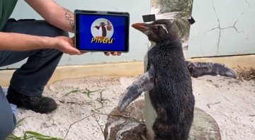 O pequeno Pierre assistindo ao desenho Pingu - Divulgação/Youtube