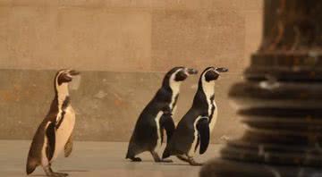 Pinguins visitando o museu no Kansas, Estados Unidos - Divulgação/Museu de Arte Nelson Atkins