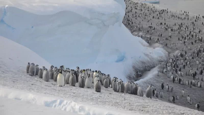 Colônia de pinguins-imperador na Antártica - Divulgação/Cristopher Walton/British Antarctic Survey