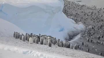 Colônia de pinguins-imperador na Antártica - Divulgação/Cristopher Walton/British Antarctic Survey
