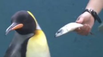 Pinguim recusa nova dieta - Divulgação / Redes Sociais