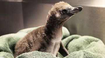 O filhote de pinguim que nasceu recentemente no zoológico - Divulgação/Zoológico Rosamond Gifford