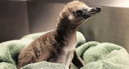 O filhote de pinguim que nasceu recentemente no zoológico - Divulgação/Zoológico Rosamond Gifford