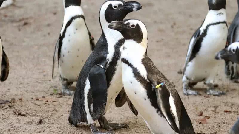 Imagem do casal de pinguins que robou um ninho essa semana - Divulgação/ Zoológico de Dierenpark