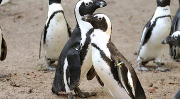 Imagem do casal de pinguins que robou um ninho essa semana - Divulgação/ Zoológico de Dierenpark