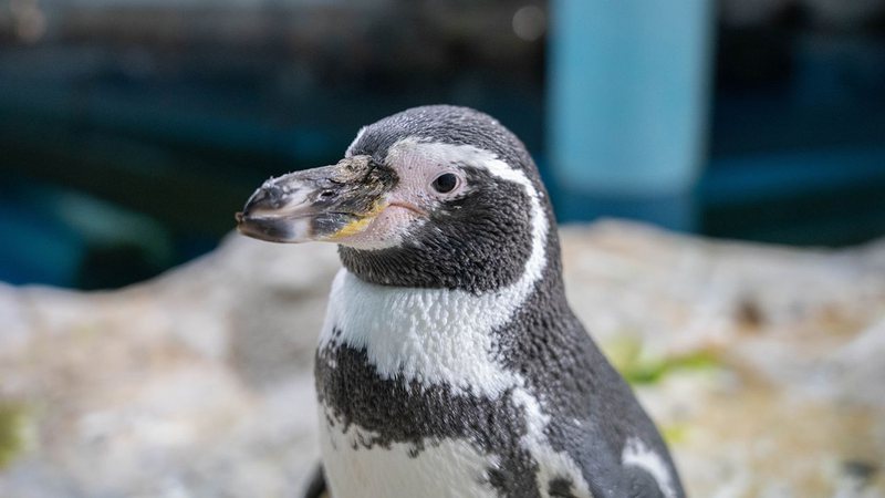 Pinguim-de-humboldt apelidado de Holly, que foi submetido à cirurgia - Divulgação/ Mandai Wildlife Group