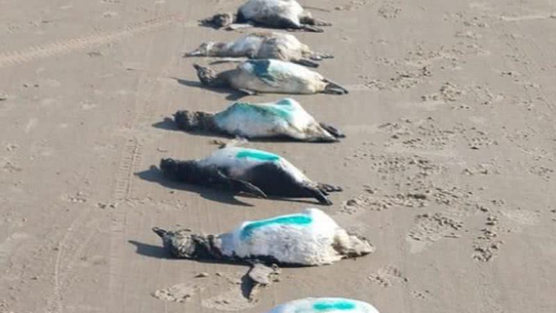 Pinguins mortos em praias de SC - Divulgação/Instagram/projeto Educamar