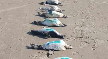 Pinguins mortos em praias de SC - Divulgação/Instagram/projeto Educamar