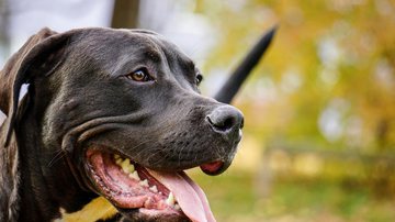 Imagem ilustrativa de cachorro da raça pitbull - Foto de 6890623, via Pixabay