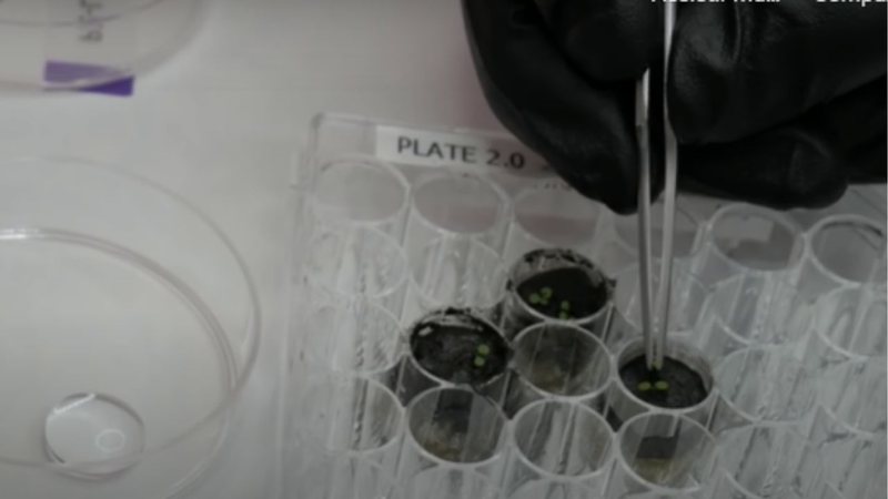 Plantas cultivadas nas amostras de solo lunar - Divulgação/Youtube/University of Florida