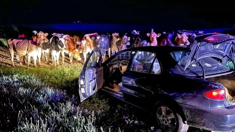 Fotografia das vacas na frente do carro - Divulgação/Departamento do Xerife do Condado de Barron