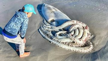 A lula gigante encontrada na praia de Long Beach, na África do Sul - Divulgação/Instagram/@alipaulus