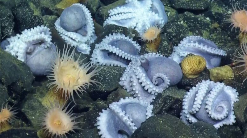 Fotografia do jardim de polvos - Divulgação/ Ocean Exploration Trust/ NOAA