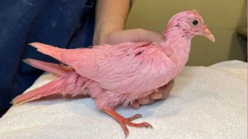 Imagem do pombo tingido de rosa, depois do resgate - Reprodução / Facebook / Wild Bird Fund