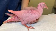 Imagem do pombo tingido de rosa, depois do resgate - Reprodução / Facebook / Wild Bird Fund