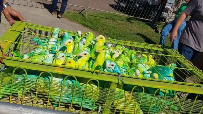 Pombos verde e amarelo soltos em evento pró-Bolsonaro em Vitória - Divulgação/Redes sociais
