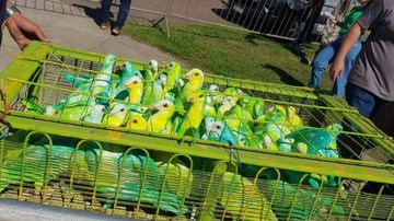 Pombos verde e amarelo soltos em evento pró-Bolsonaro em Vitória - Divulgação/Redes sociais