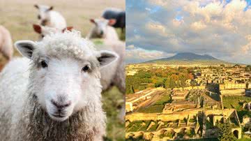 Imagem ilustrativa de ovelhas (esq.) e a antiga cidade romana de Pompeia, na Itália (dir.) - Reprodução/Pixabay/12019/Divulgação/ParqueArqueológico