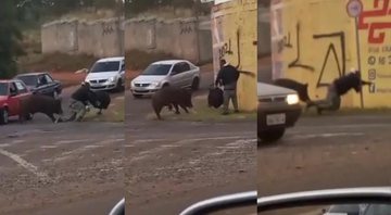 Porco atacando motoboy em trechos do vídeo - Divulgação / Vídeo / G1