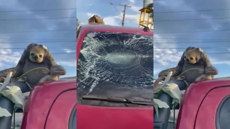 Bicho-preguiça cai de árvore em cima de carro em Manaus - Divulgação/YouTube/Band Jornalismo