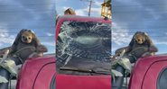 Bicho-preguiça cai de árvore em cima de carro em Manaus - Divulgação/YouTube/Band Jornalismo