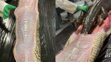 Procedimento para tirar o crocodilo dentro da cobra - Reprodução/Vídeo/Instagram:@rosiekmoore
