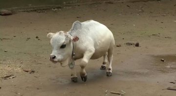 Rani, a vaca que chama atenção - Divulgação/Vídeo/Youtube/The Business Standard