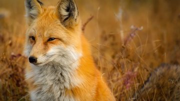 Imagem meramente ilustrativa de raposa - Foto de David Mark no Pixabay