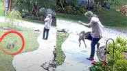 Trechos de vídeo que registrou o violento ataque da raposa - Divulgação/ Youtube/ Red Cache Network