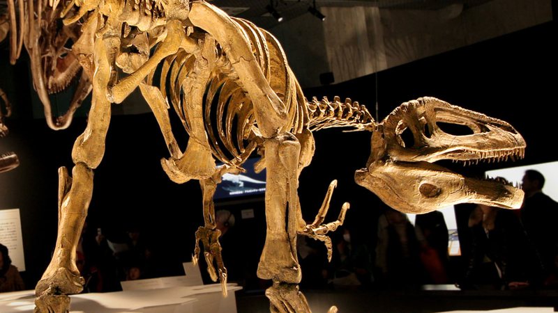 Fóssil de "megaraptors" - Divulgação/ Kabacchi / Wikimedia Commons