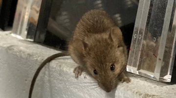 Um dos ratos que a mulher cuidava na sua residência - Reprodução NBC/ Wellington Correctional Centre