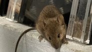 Um dos ratos que a mulher cuidava na sua residência - Reprodução NBC/ Wellington Correctional Centre