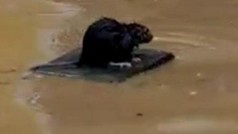 Rato 'surfista' escapando de enchente - Divulgação/Twitter