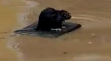 Rato 'surfista' escapando de enchente - Divulgação/Twitter