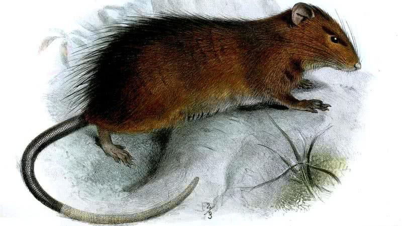 Ilustração do roedor da espécie extinta Rattus macleari - Joseph Smit via Wikimedia Commons