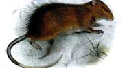 Ilustração do roedor da espécie extinta Rattus macleari - Joseph Smit via Wikimedia Commons