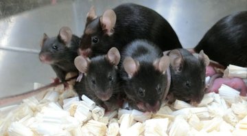 Ninhada de ratos oriunda de amostras de sêmen enviada à ISS - Divulgação/Teruhiko Wakayama/Universidade de Yamanashi