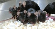 Ninhada de ratos oriunda de amostras de sêmen enviada à ISS - Divulgação/Teruhiko Wakayama/Universidade de Yamanashi