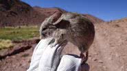 Um dos ratos encontrados no cume de um vulcão - Divulgação/Marcial Quiroga-Carmona