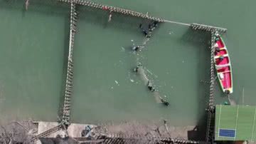 Momento de soltura do peixe-boi-marinho - Reprodução / Vídeo