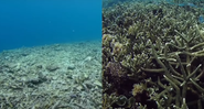Comparação entre recife destruído, e recife saudável da Indonésia - Divulgação/ Youtube/ Guardian News